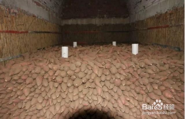 红署冬季怎么诸存