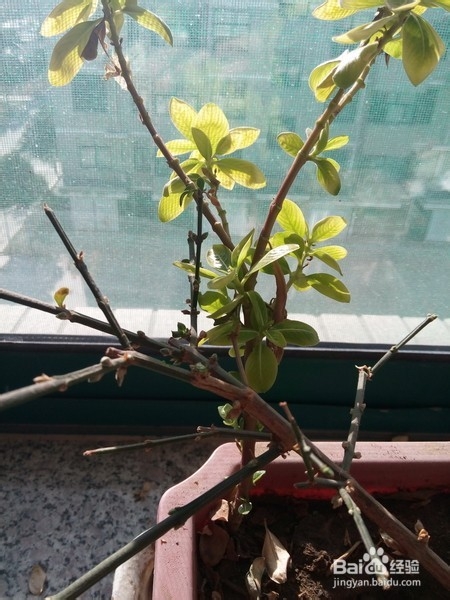 给小花整枝的技巧和原则