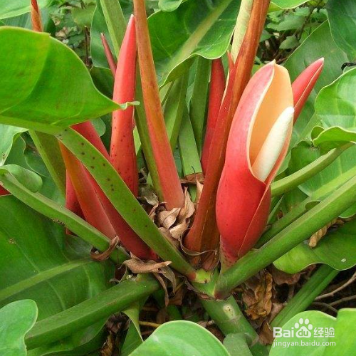 养殖绿宝石喜林芋有哪些需要我们知道的？