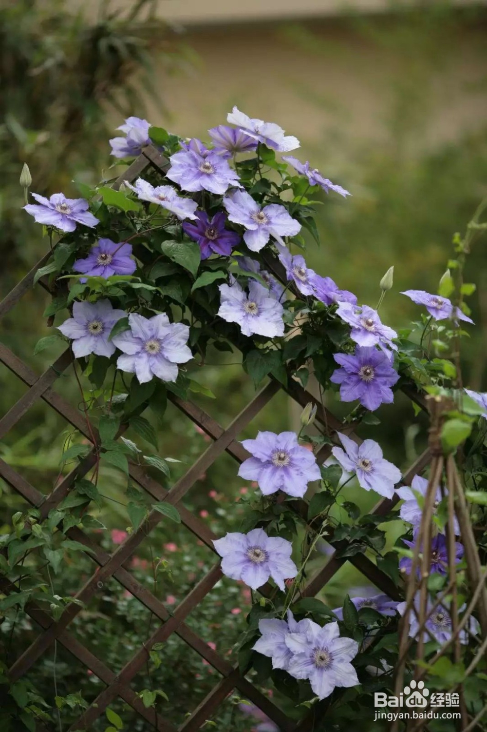 如何养铁线莲搭架