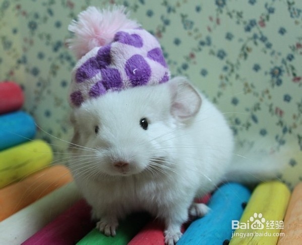 夏天龙猫需要温度多少？