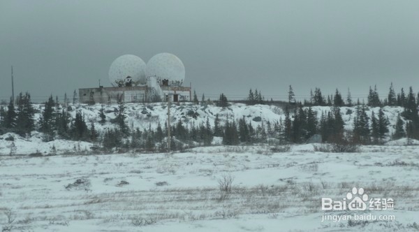 丘吉尔镇,在北极熊的自由和不自由间的选择