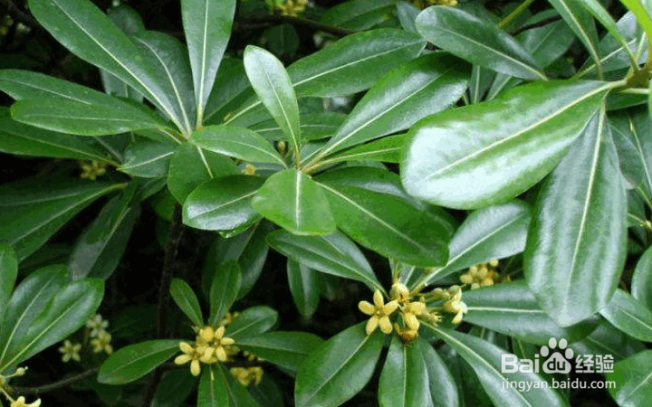 鹅掌柴的养殖方法和注意事项