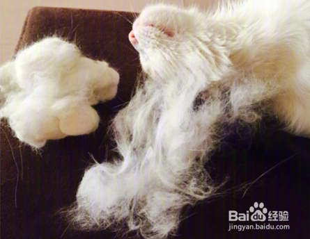 好用到哭的养猫神器!感觉打开了新世界大门~