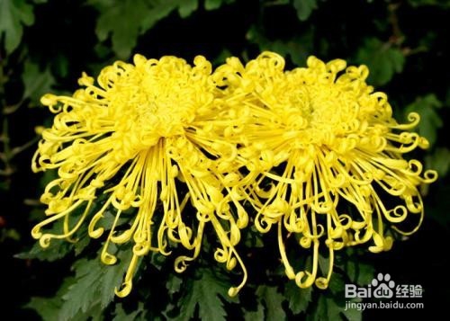 菊花的作用以及食用禁忌