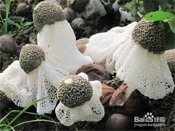 云南有哪些特产云南特产介绍