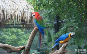 怎样计划澳洲布里斯班旅游