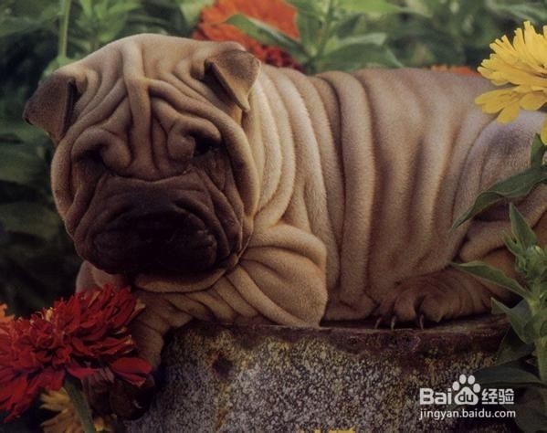 护理中国沙皮犬的常识