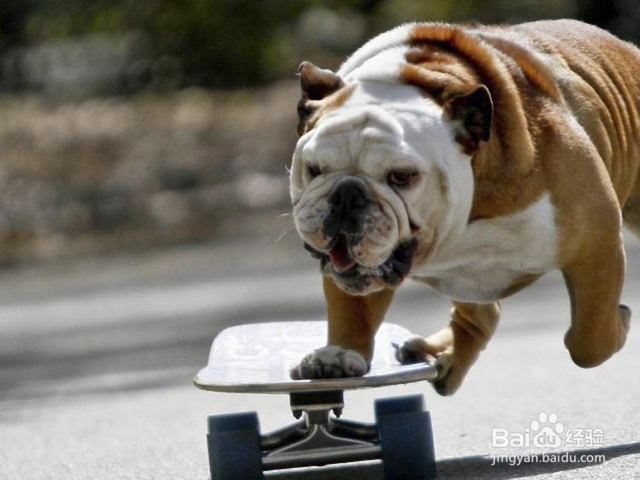 狗狗吃多了甜食好吗？