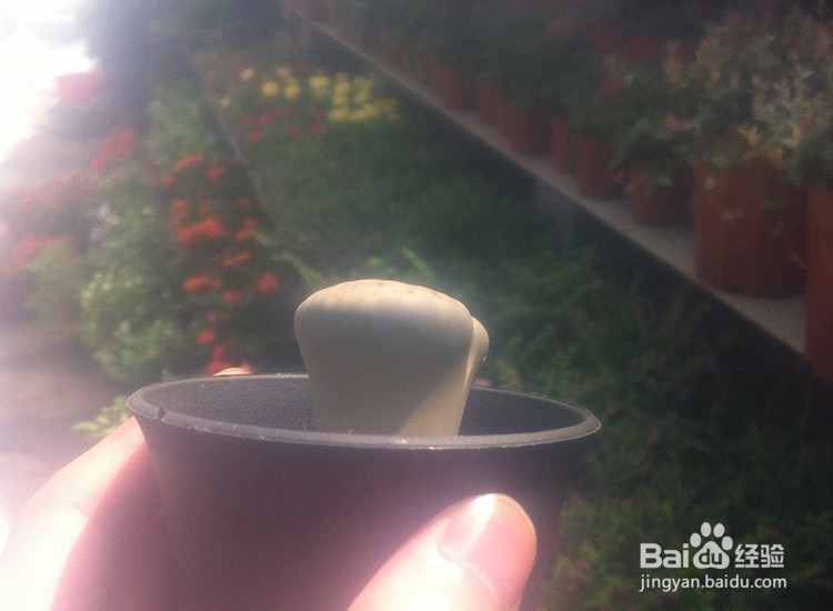 如何种植好多肉植物