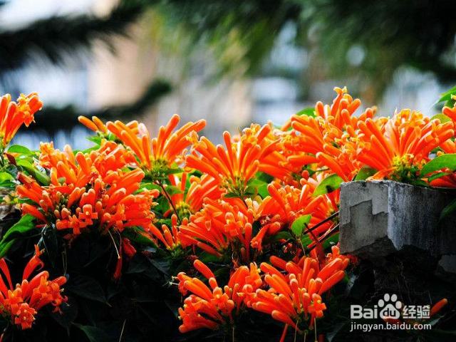 如何养殖炮仗花呢?