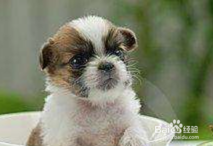 狗狗老乱咬家里东西怎么纠正