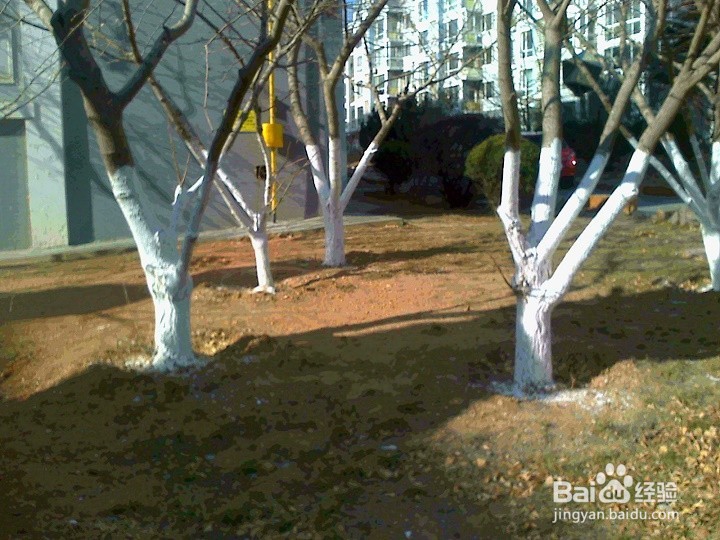 植物为什么在枝干上涂上防护层有就没有