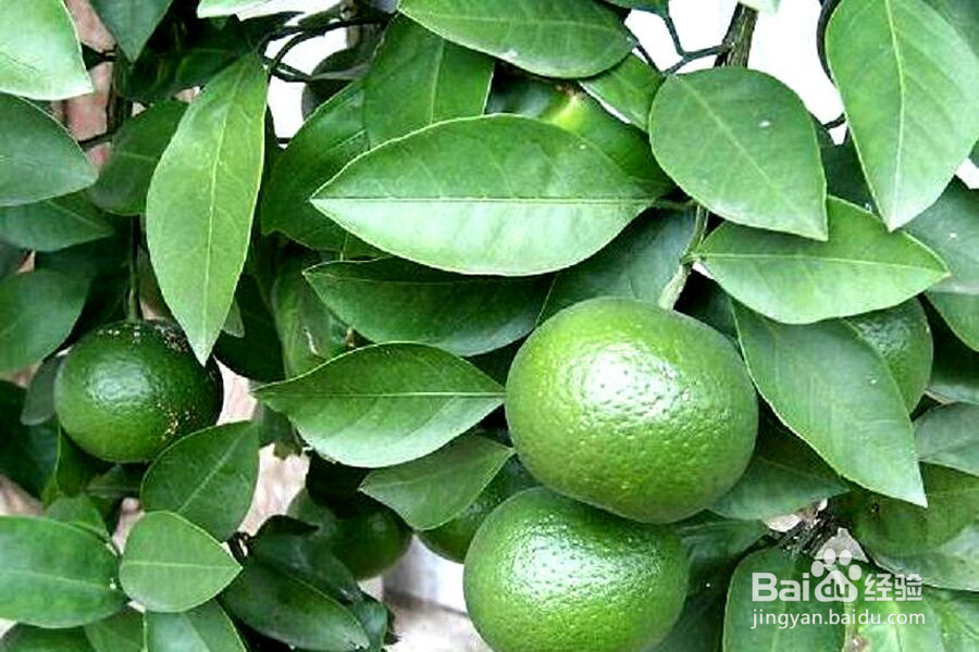 经过几十万人验证过的减肥中医秘方大揭秘