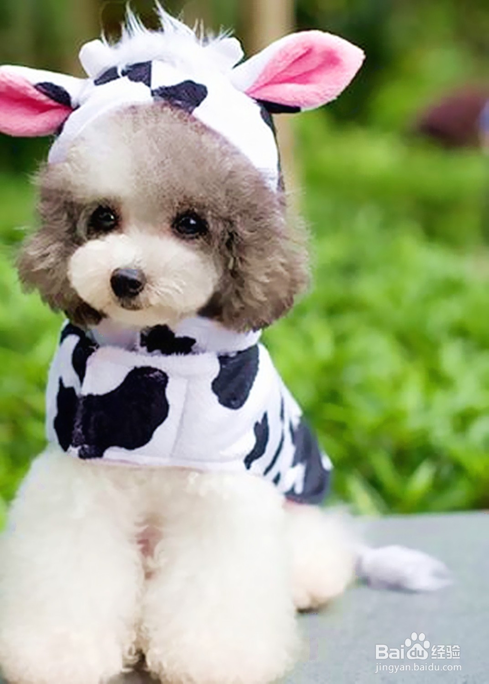 养宠物如何给宠物打扮那些宠物服饰你都知道哪些