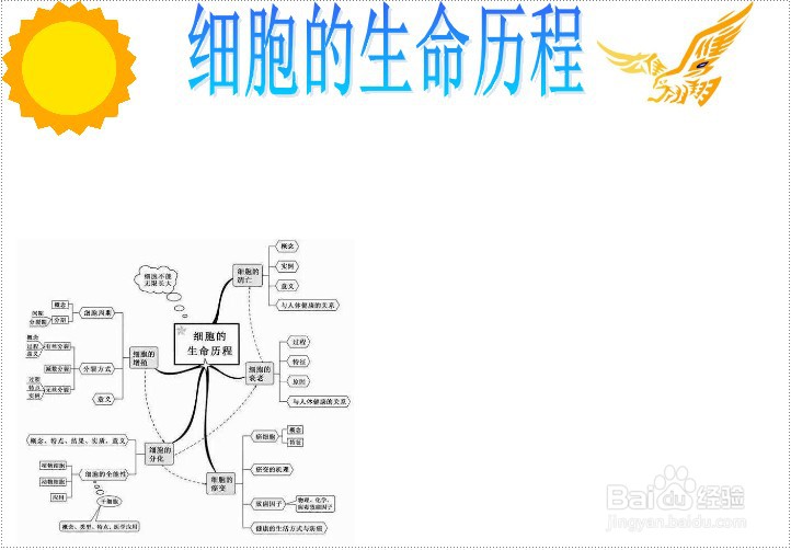 细胞的生命历程手抄报