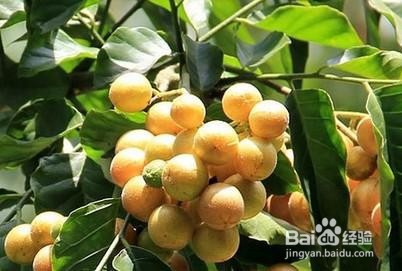 黄皮果怎么选