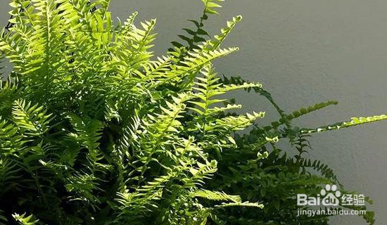 净化空气的植物怎么选择？