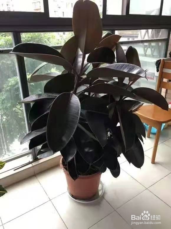 客厅最爱养的大型花，大气上档次，净空气聚财气