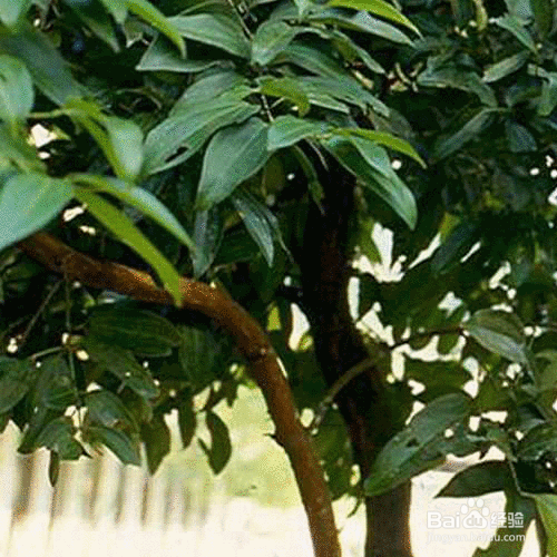 生活/家居 > 生活常识 1 学名 首先, 肉桂是其学名,也称为木桂,肉桂