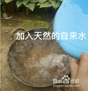 刚买回来的栀子花叶子蔫了怎么办