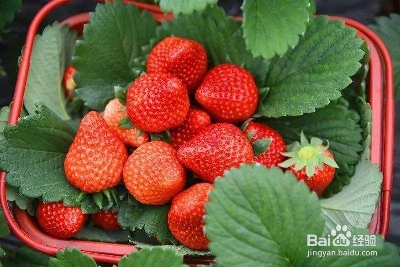 便秘了适合吃什么水果?