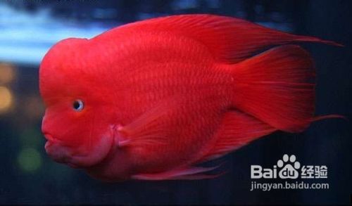 血鹦鹉的饲养办法