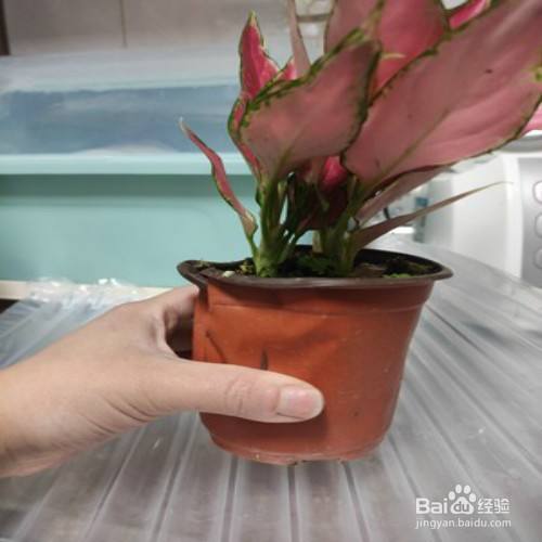 彩叶万年青怎么养 百度经验