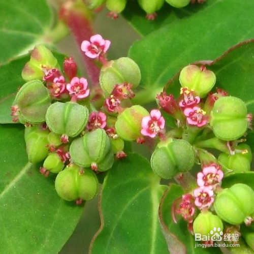 千根草的养殖方法和注意事项