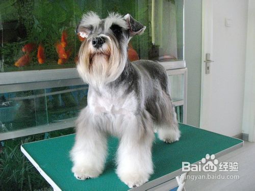 雪纳瑞犬好养吗