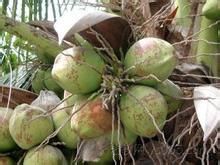 补血水果有哪些？