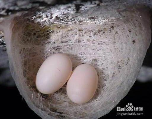 吃燕窝有什么好处