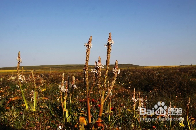 [转载]南非之旅3：纳玛夸兰（Namaqualand）花海