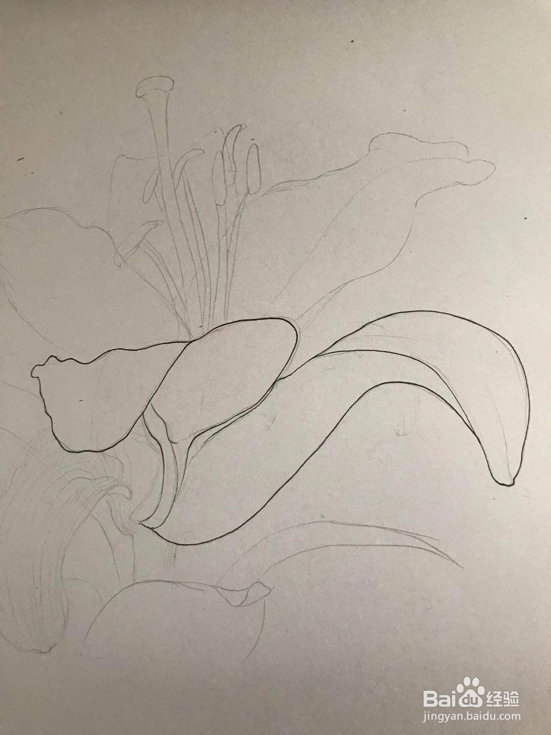 百合花黑白线描画