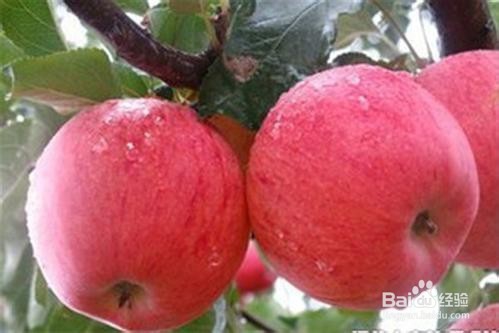 <b>如何种植苹果呢</b>