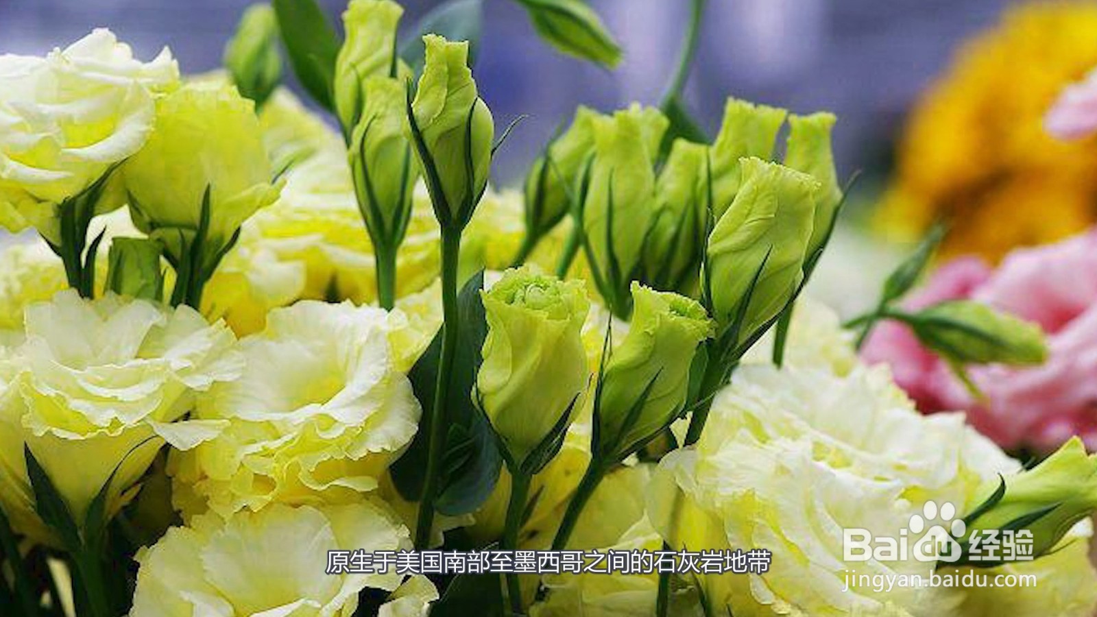 洋桔梗花语是什么