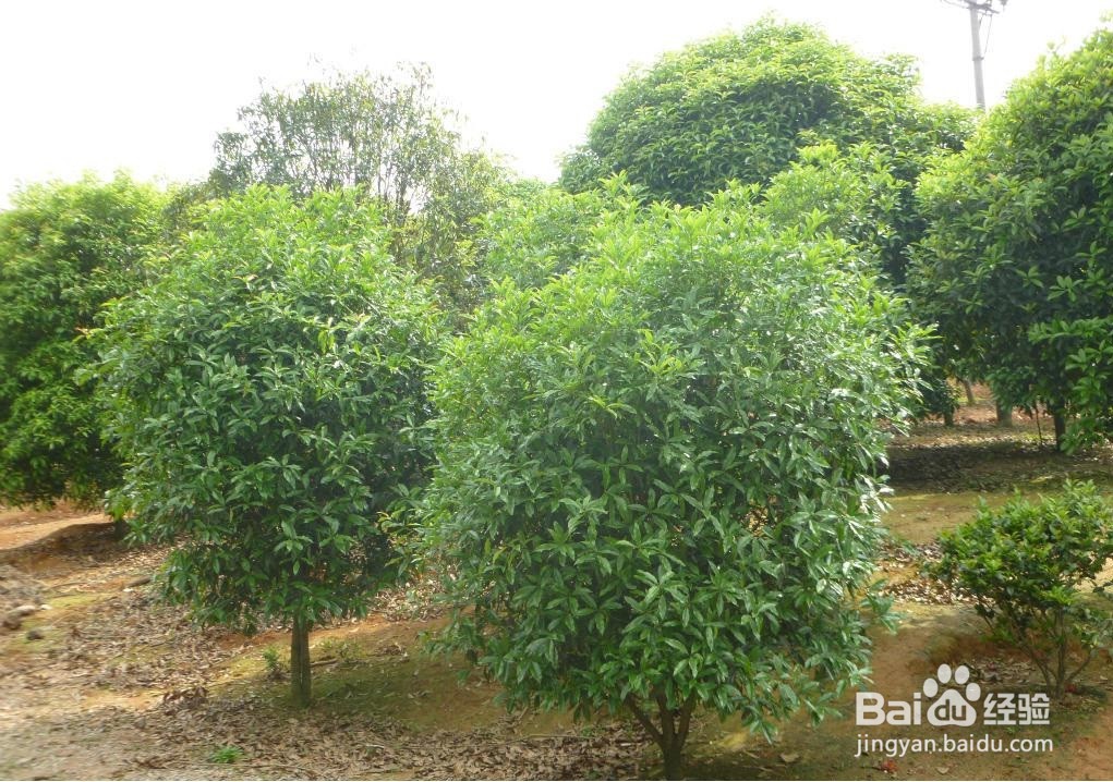 桂树和桂花树有区别吗