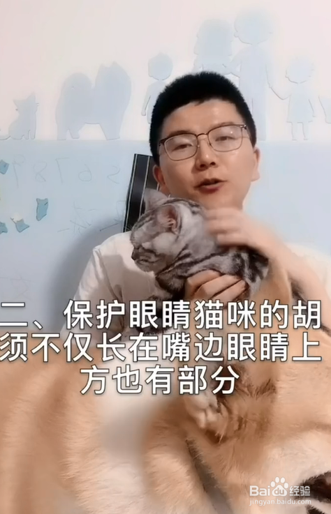 猫咪胡子的作用是什么