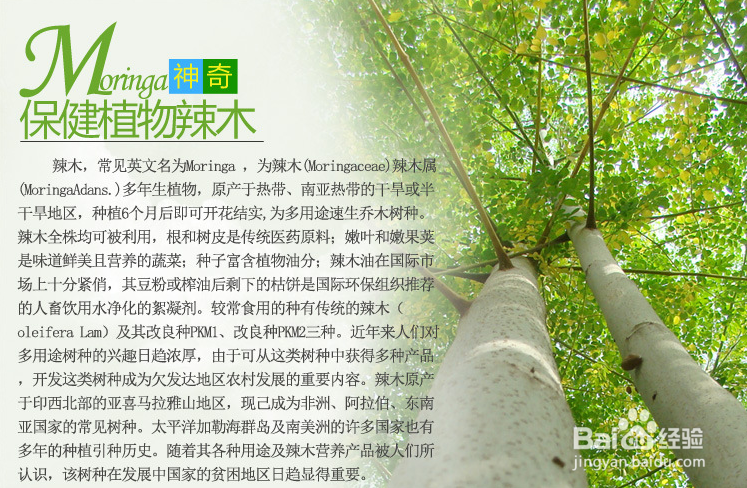 辣木茶的功效与作用