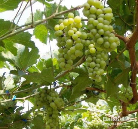 葡萄树怎么管理