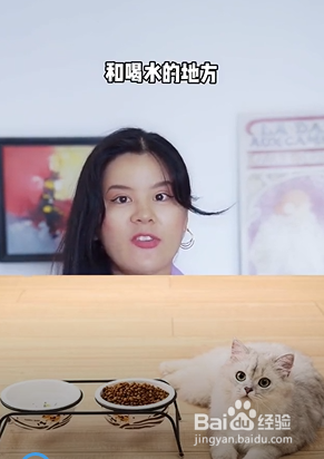 小猫咪的秘密