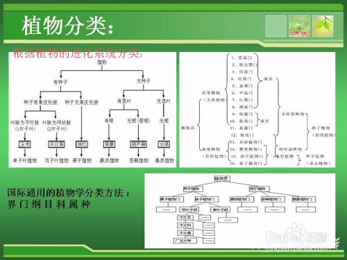 植物分类方法 百度经验