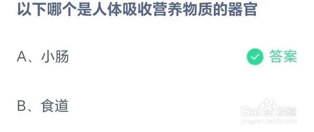 蚂蚁庄园以下哪个是人体吸收营养物质的器官？