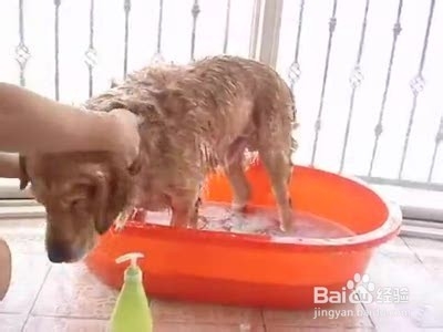 第一次养狗需要注意什么呢