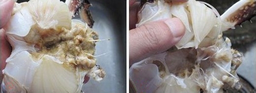 完美取得螃蟹肉：简单方法教你拆解一只活螃蟹