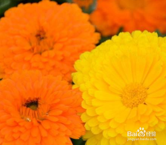 怎样栽培金盏菊?