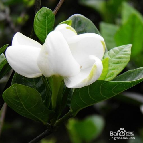栀子花的叶子蔫了怎么办？