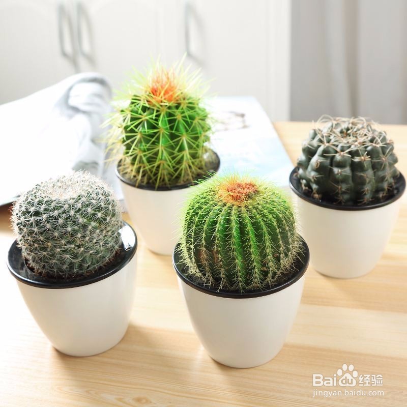 生活中哪些东西可以抗辐射呢？