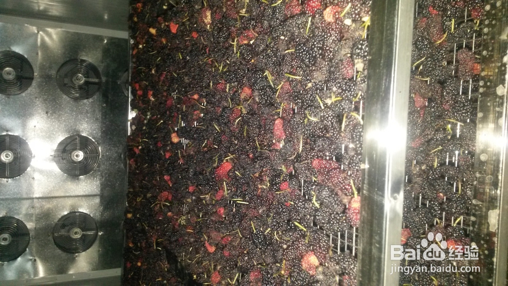 桑葚烘干机的作用,桑椹烘干机的使用