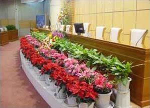 室内绿化设计让生活绿意盎然